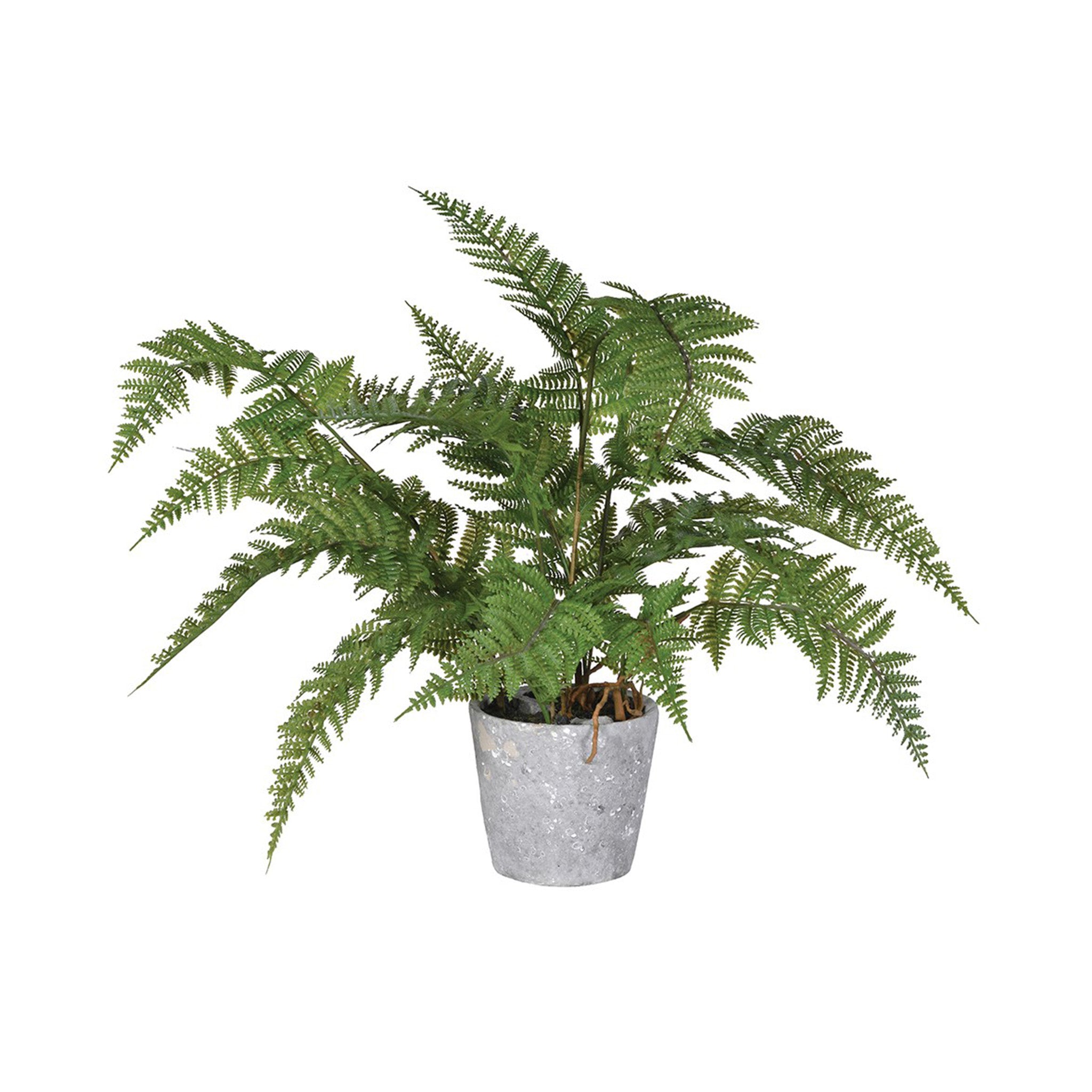 Fern Plant in Clay Pot
